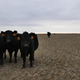 Cows on a farm in in Pretty Prairie, Kansas.